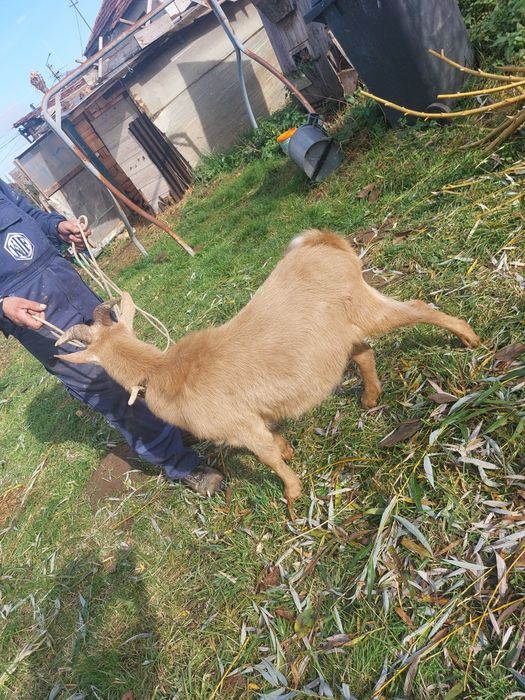 Vând țap alpin francez