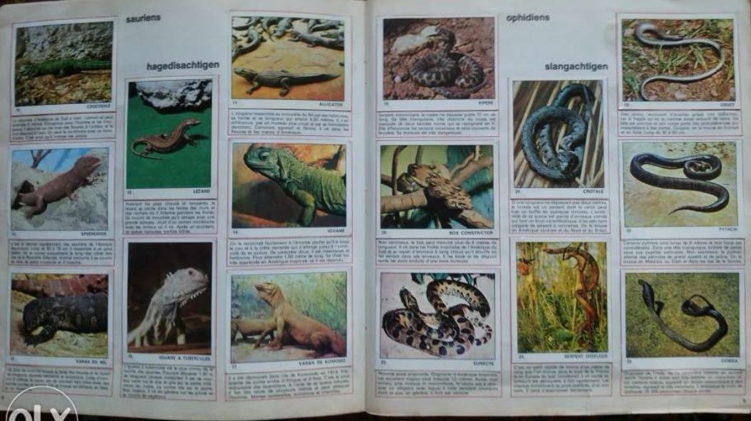 Panini set nelipit și Album Lumea Animalelor 1970 mamifere pasari 70