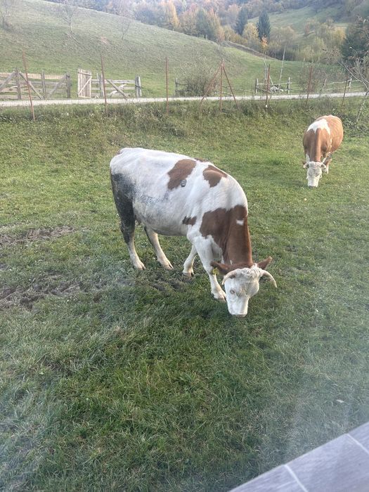 Juninca  Baltata de vanzare