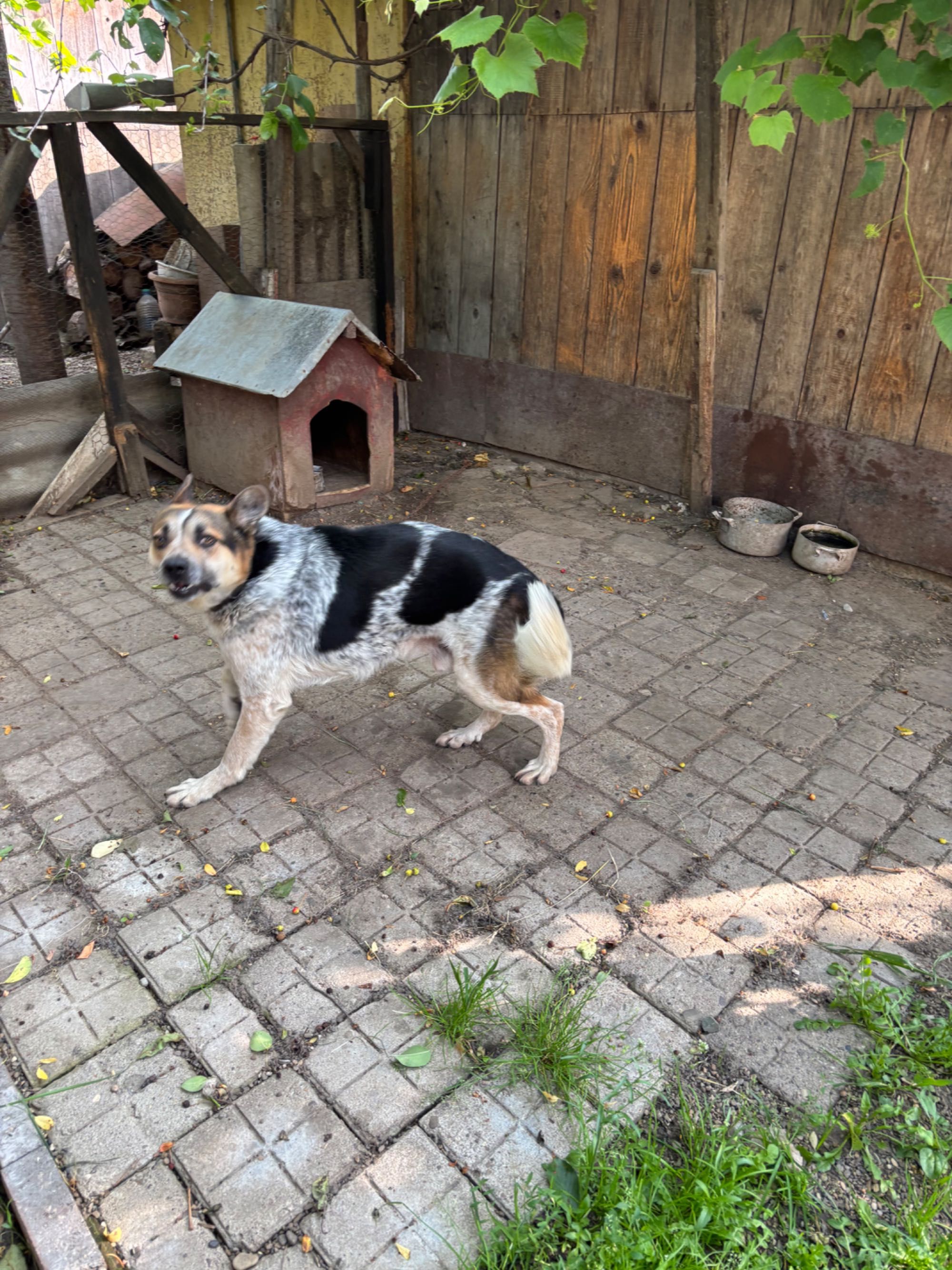 Ofer câine care păzește casa