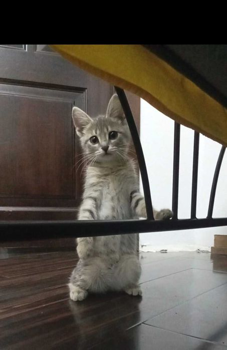 отдам в добрые руки котенка