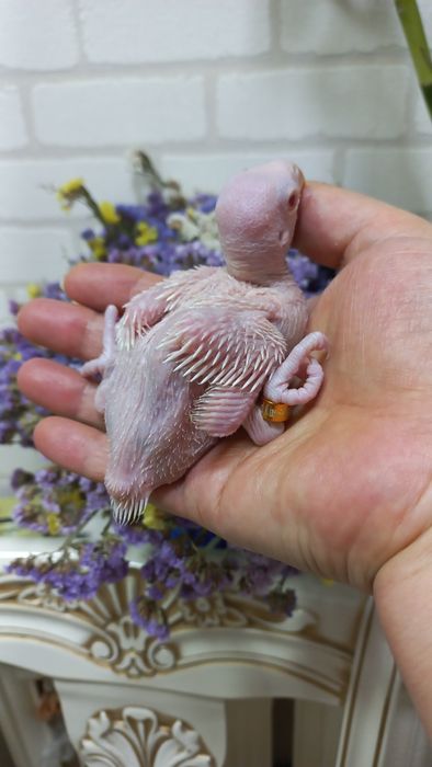 Продаётся птенец Белого ожирелового попугая.