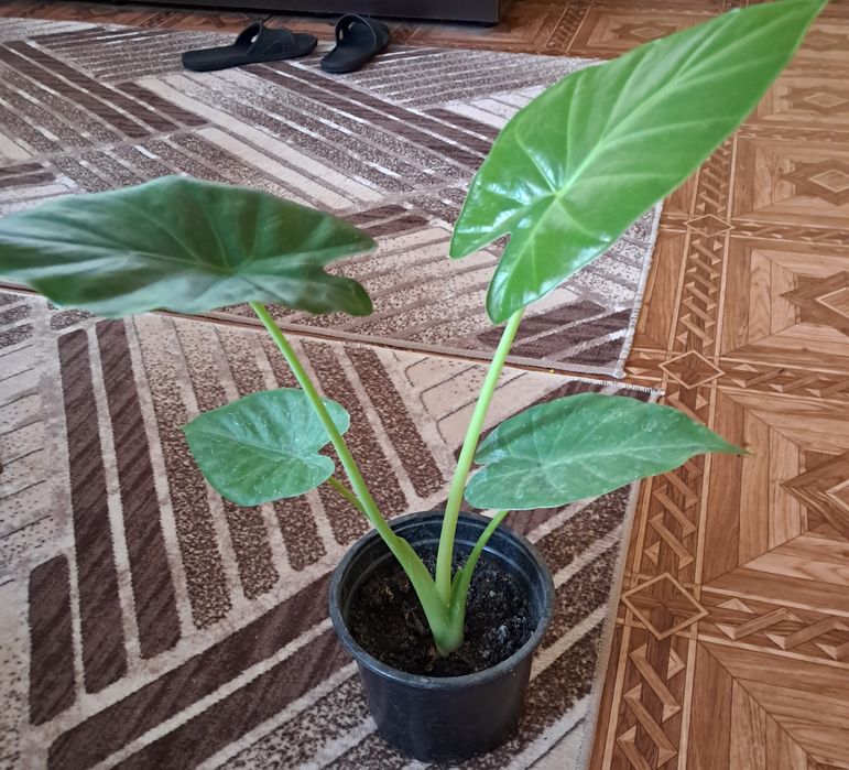 Разни разнообразни