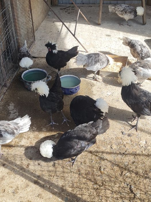 Cocoșei de motata olandeza