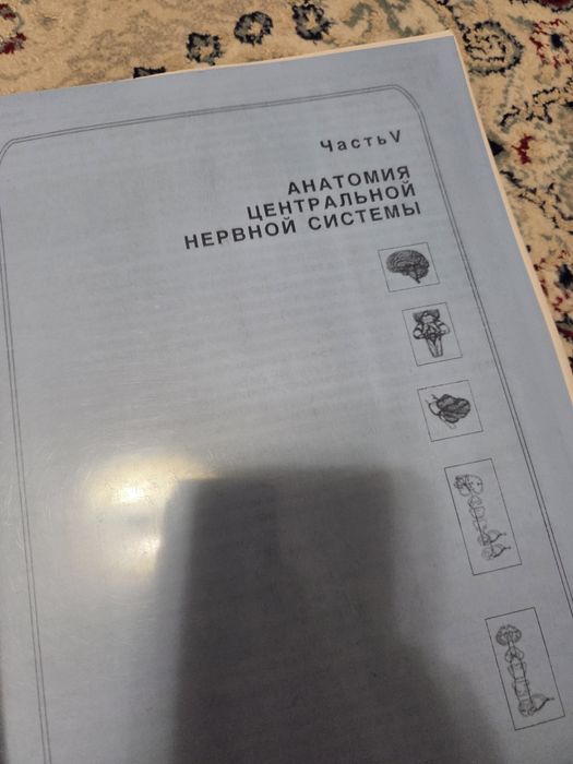 Анатомия нервной системы Синельников