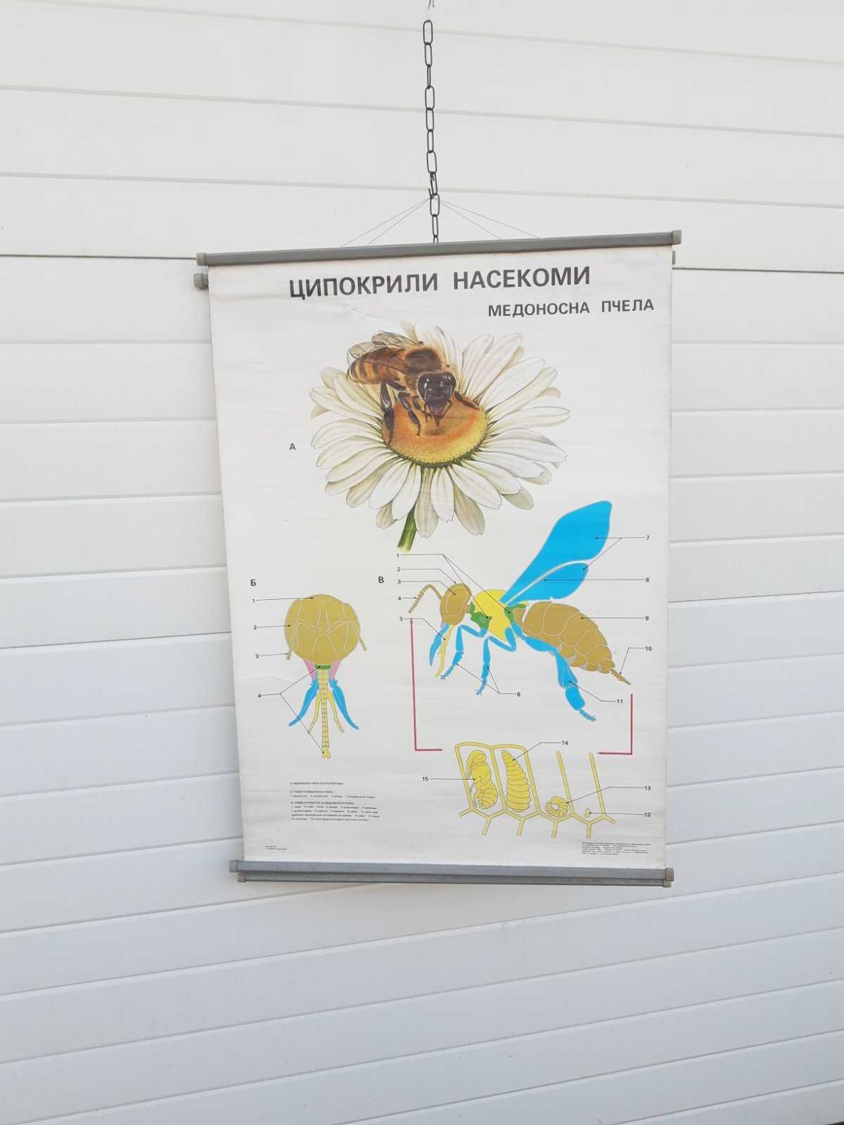 Стар учебен плакат постер Медоносна пчела