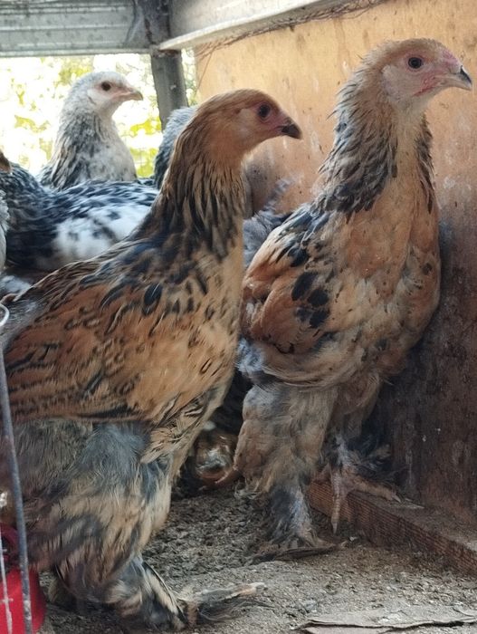 Светлый  палевый жужжала сотилади