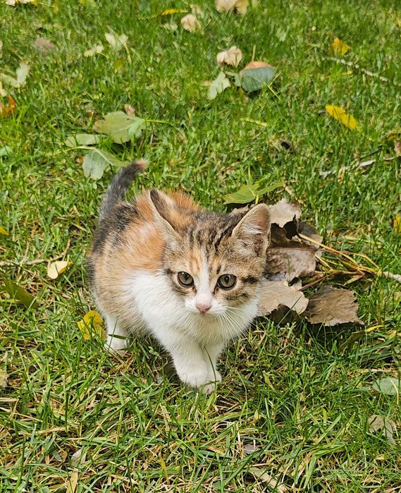 Pisicuta superba pentru adoptie