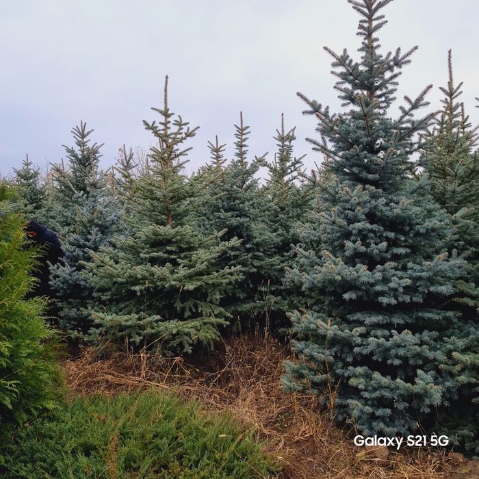 Brazi arginti sau verzi normandiana