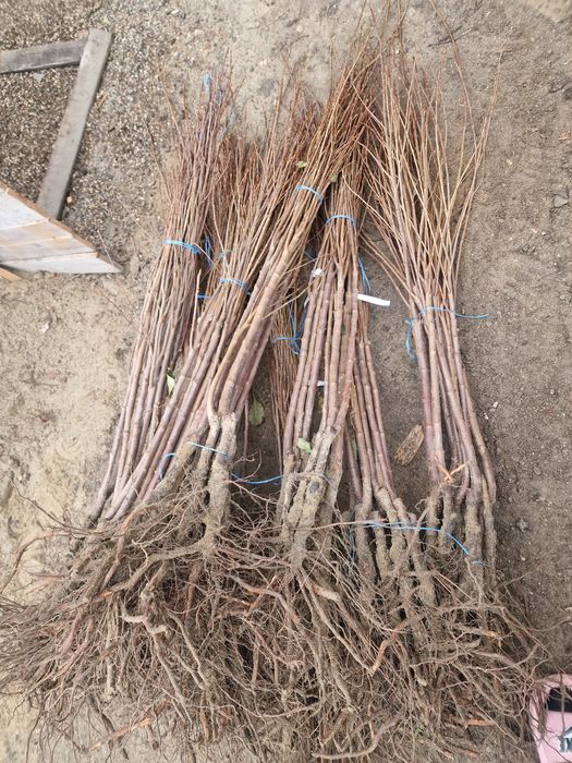 Pomi fructiferi altoiti