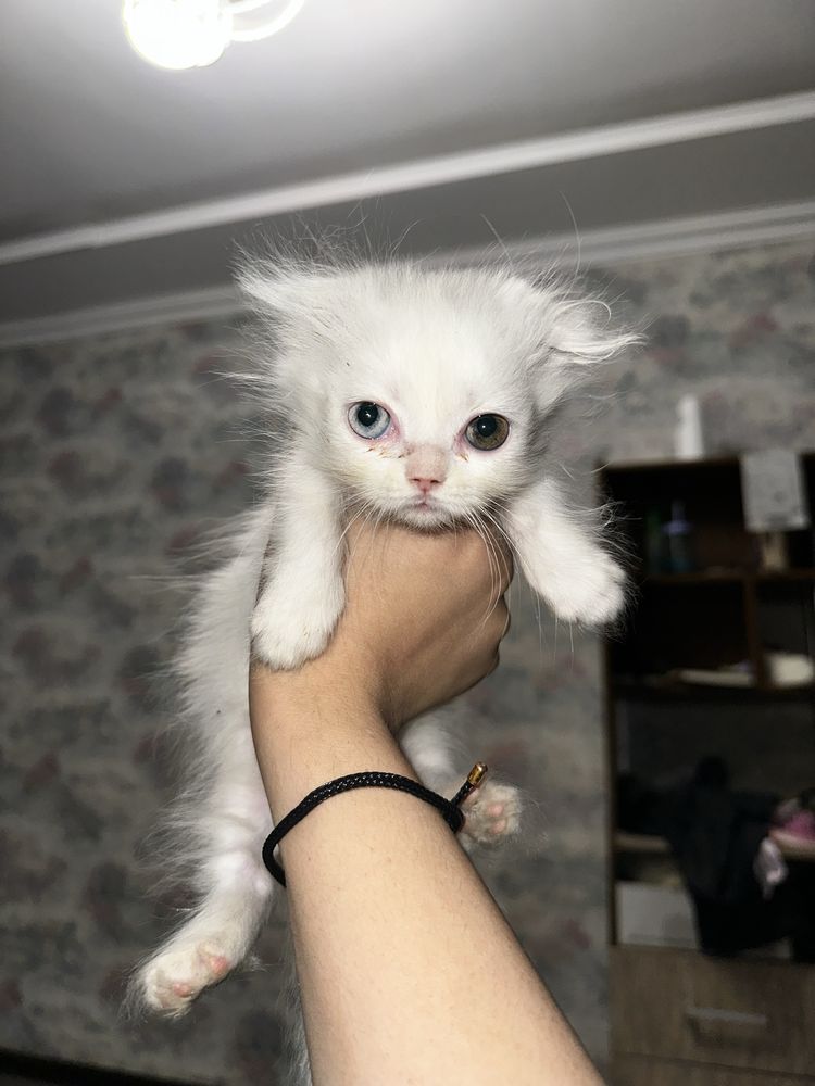 Разноглазый котенок , коротколапый вислоухий хайленд