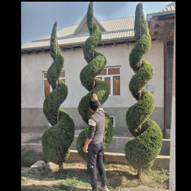 Majvenik spiral sotuvda