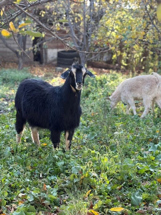 Альпи ешкі сүтті 2 лағымен сатылады