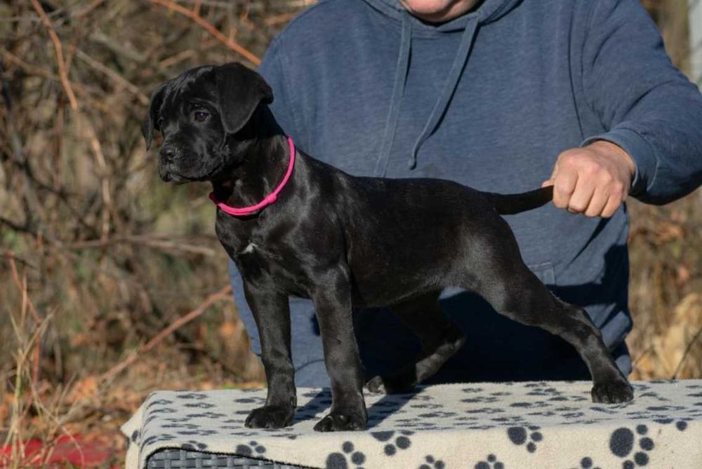 Cane corso femela 3 luni