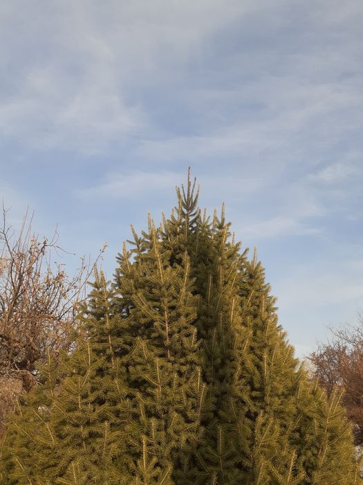Ель тяньшанская 5 метра