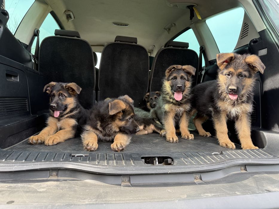 Немски овчарки с родословие