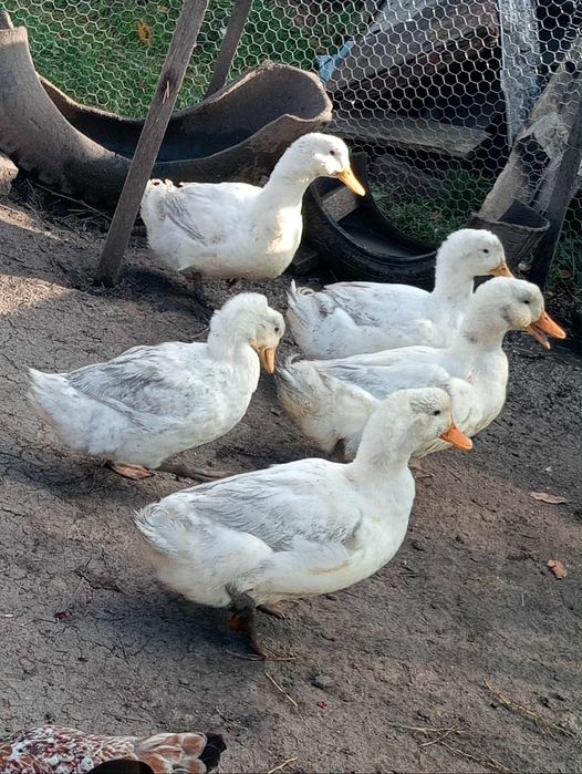 Vând rațe rasa pekin