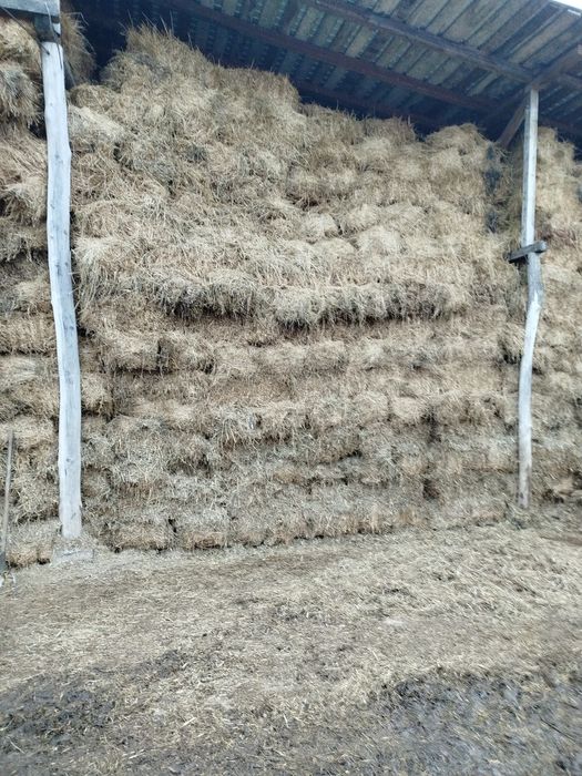 Vând baloți de lucernă