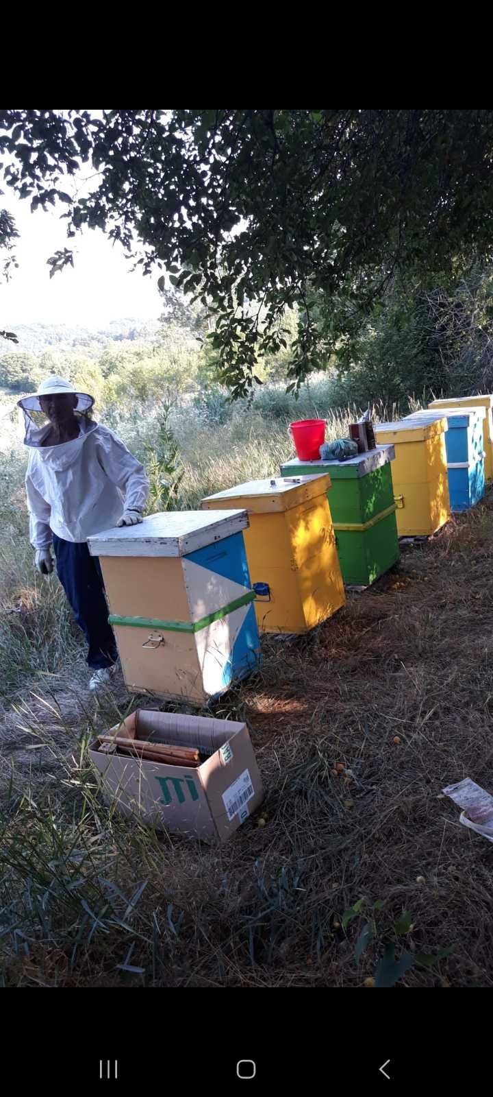 Stupi cu familii de albine