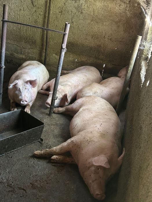 Големи прасета за продан