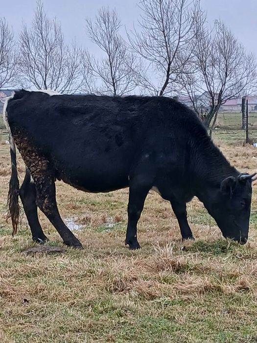 Vaci de vânzare a fata