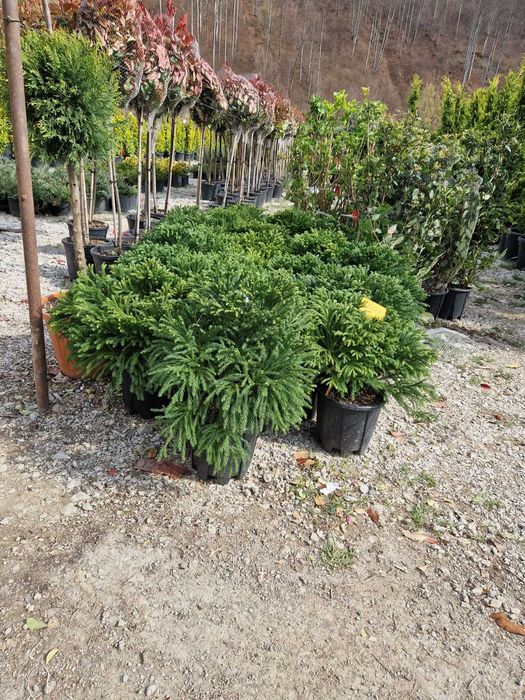 Plante ornamentale atractive pentru zone de relaxare