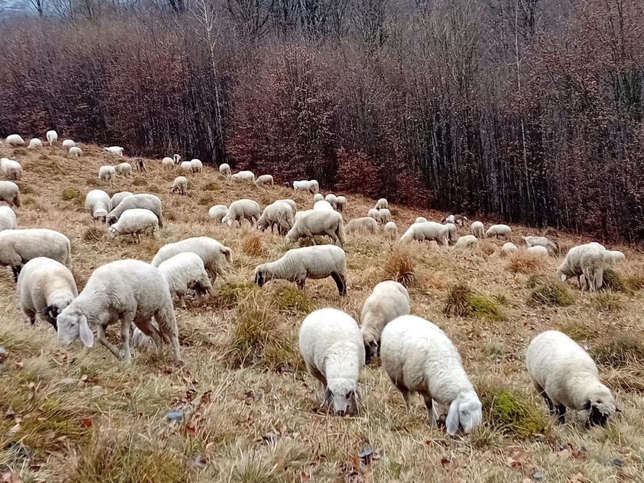 Vând oi de rasă – Bergamasca și Cap Negru German