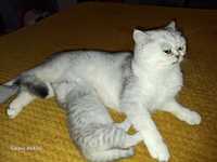 British shorthair chinchila