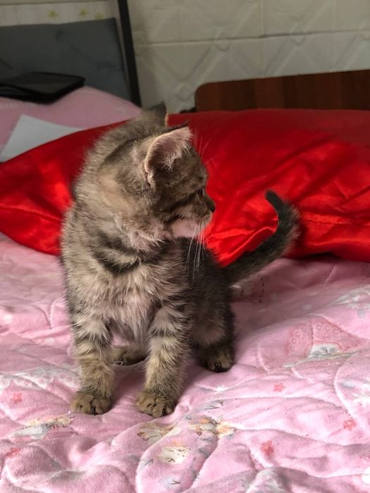 Британская катять 3 мес зотли Пародостый