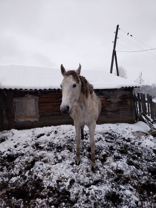 Кобыла с жеребенком