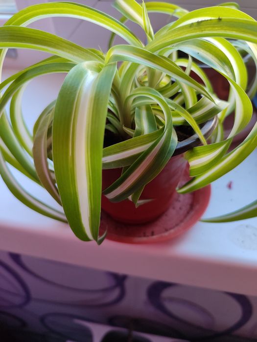 Хлорофитум кучерявый