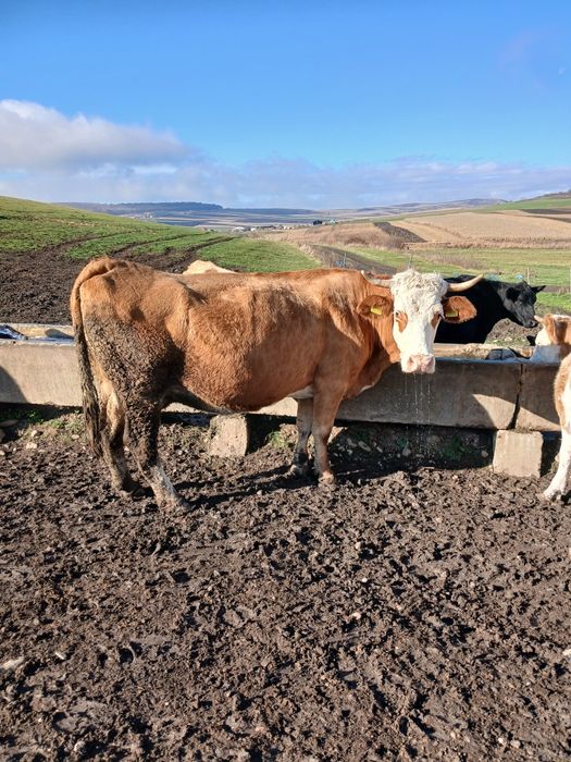 Vaca de vanzare.