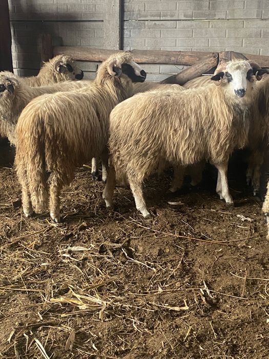 Vând 7 mieii  toți sunt berbecuți