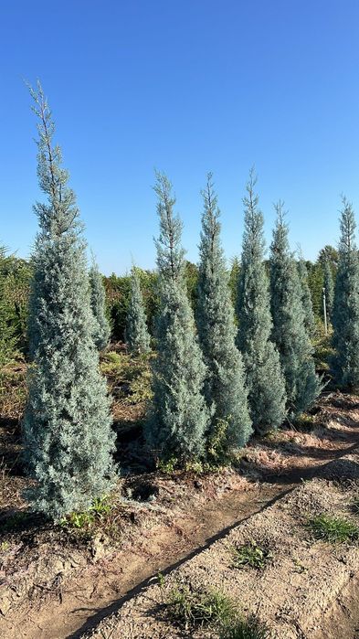 Vând chiparos arizonica