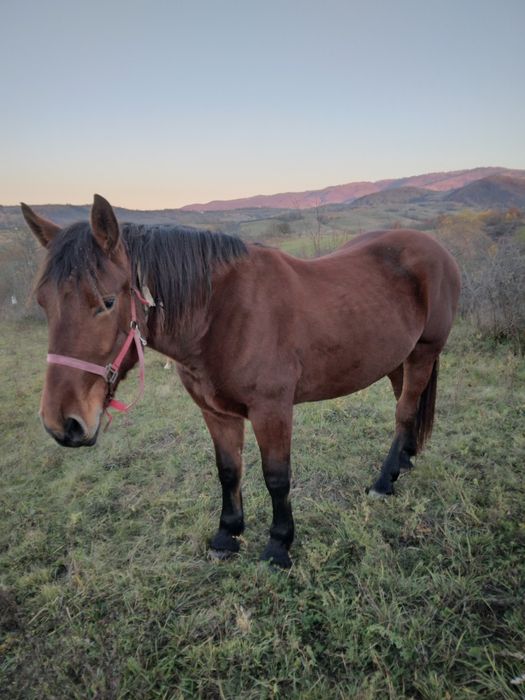 Vând manza de 2 ani jumate