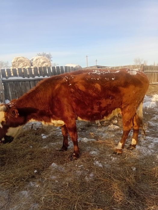 Продам Корову и телочка 1,5 года