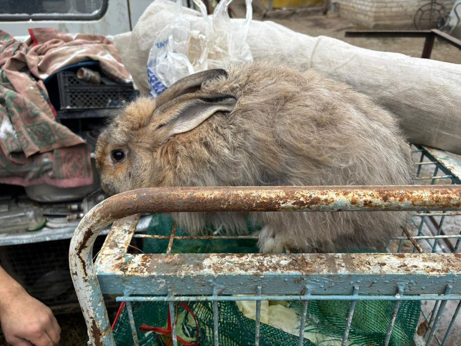 Продам кролика.6месяцев.помесь фландр  с пушистым великаном.