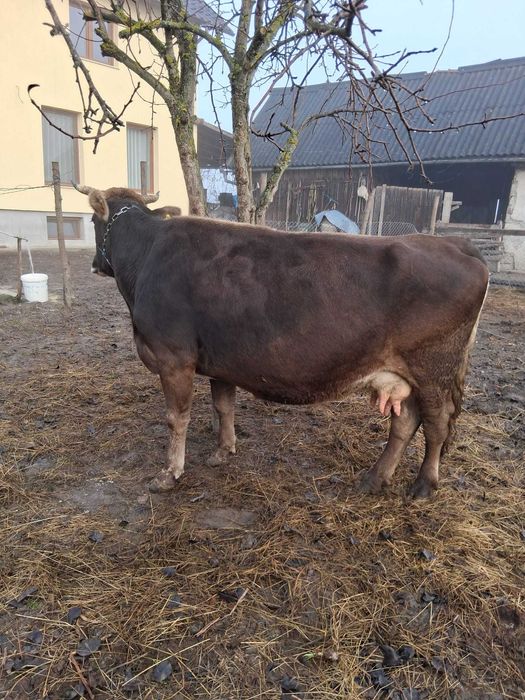 Vacă brună de maramureș
