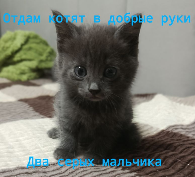 Серые котятки, бесплатно