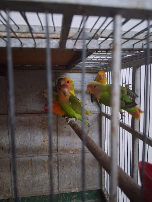 Papagali de vânzare