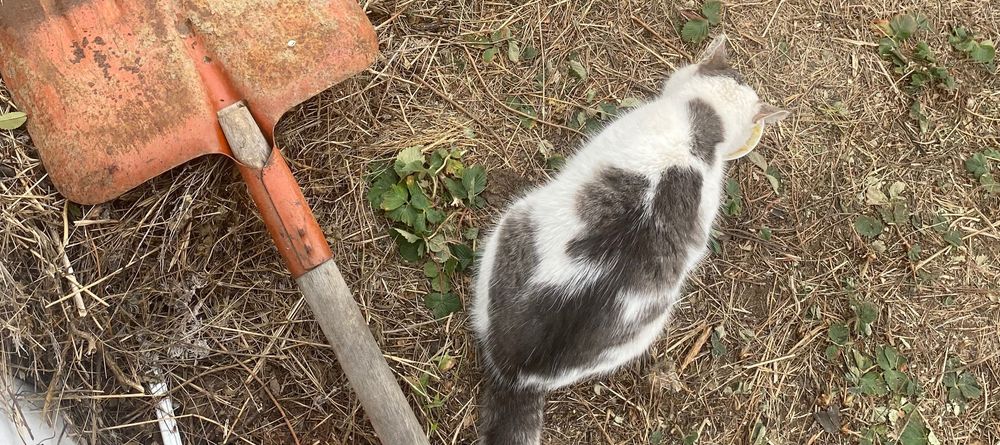 Кошка маленький бесплатно отдам