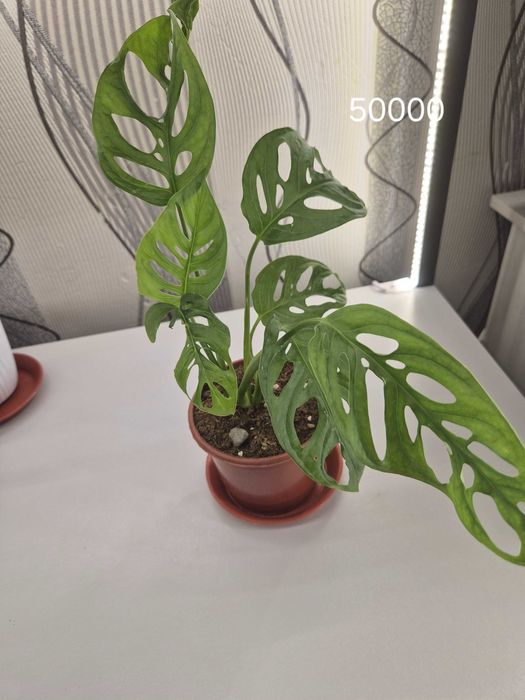 Продаётся комнатные цветы