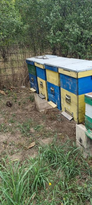 Cutii stupi ,fund antivarroa cu cat de 3/4