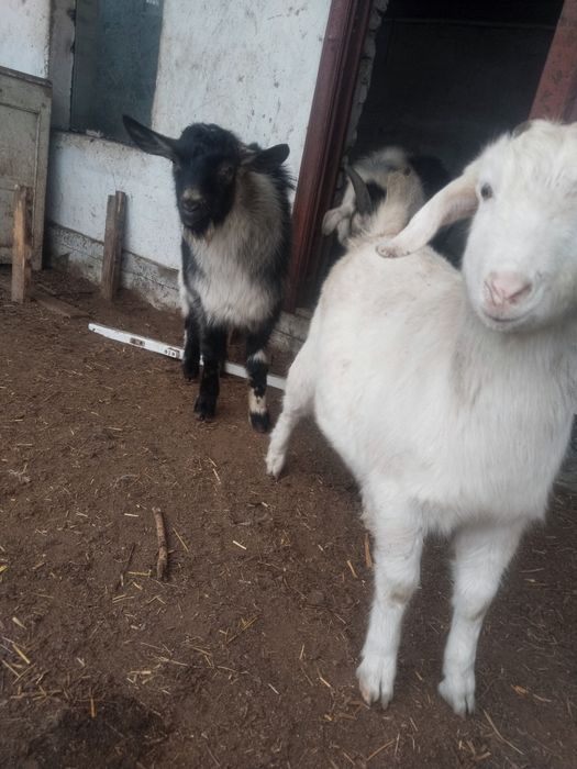 Занен таза ургашы ЕшкЫ сатам уже 5 ай болды сосны народным 2 теке