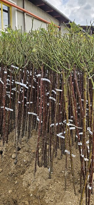 Trandafiri pomisori, diverse culori. 140 cm. Se livreaza in toata tara
