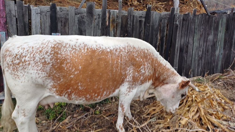 Vand vaca pret negociabil