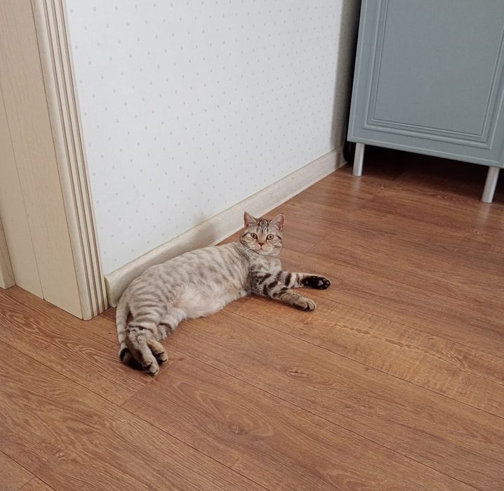 Котика в добрые руки
