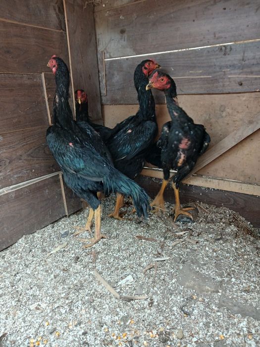 Qoni toza qoratoylar sotildi