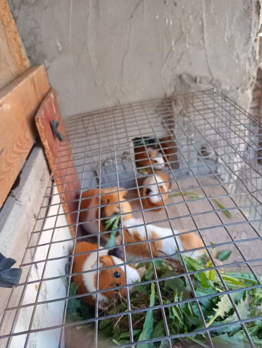 Vând porcușori de guinea