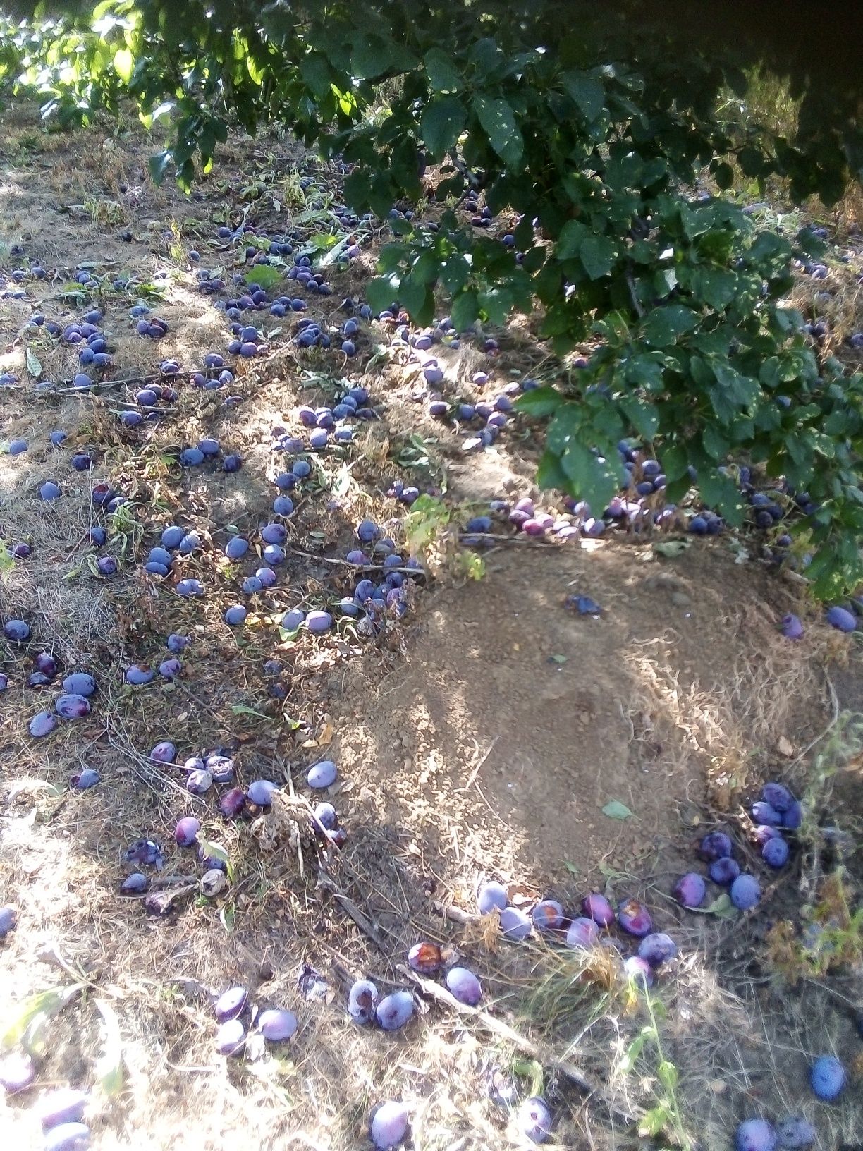 Vând soiuri de prune nestopoite